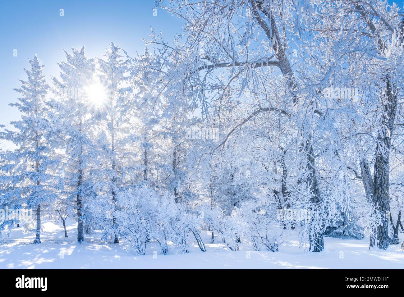 Winterfrost auf den Bäumen in der Nähe von Plum Coulee, Manitoba, Kanada. Stockfoto