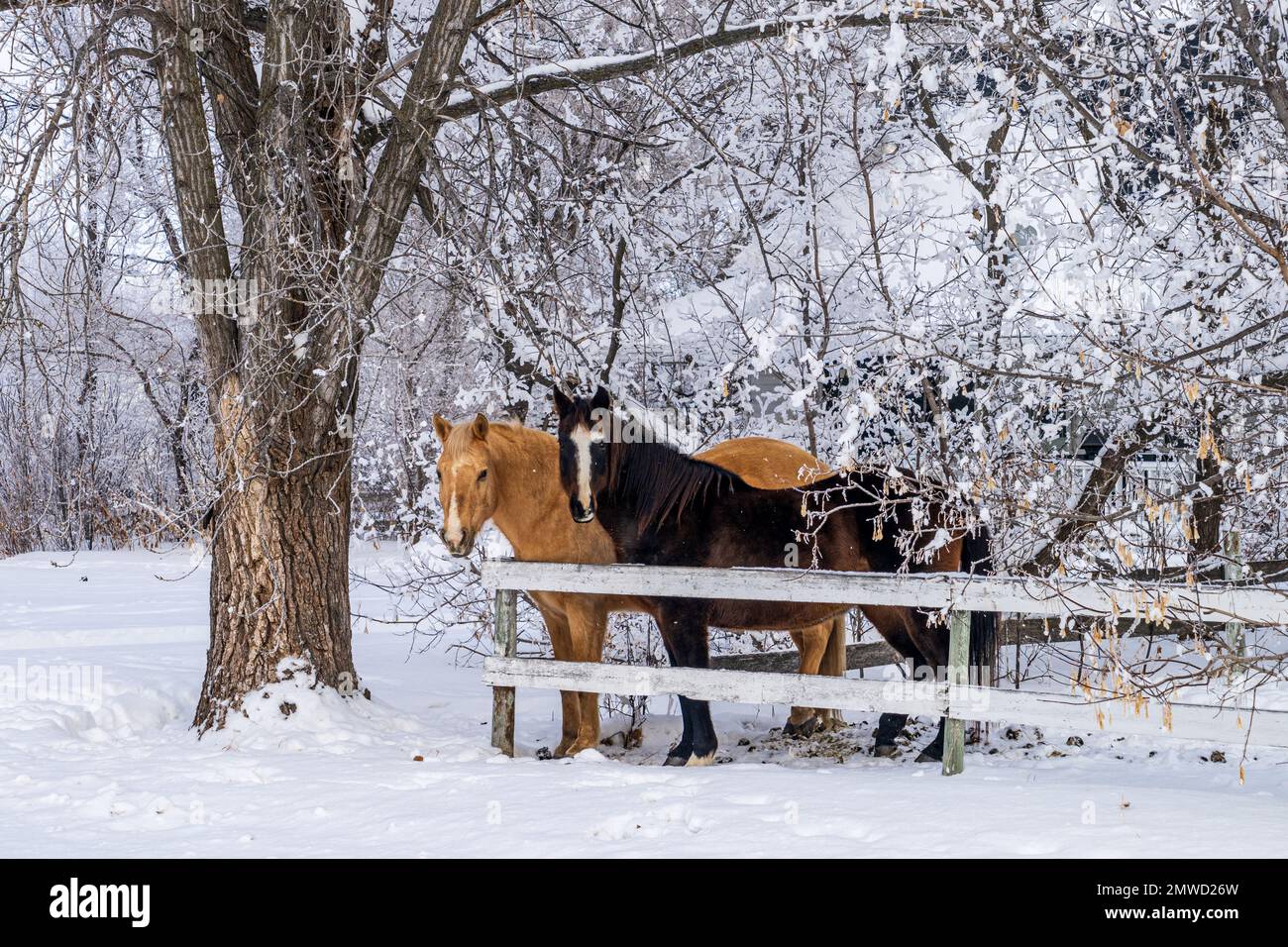 Pferde hinter einem Zaun im Winter auf einer Farm in Sommerfeld, Manitoba, Kanada. Stockfoto