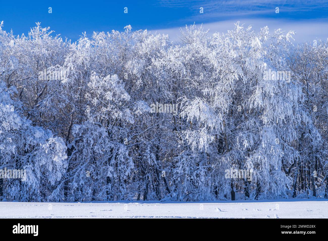 Bäume bedeckt mit Winterfrost in der Nähe des Dorfes St. Leon, Manitoba, Kanada. Stockfoto