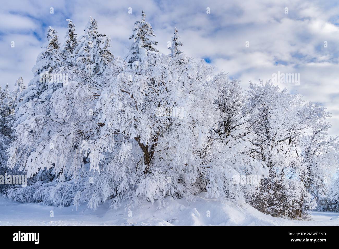 Bäume bedeckt mit Winterfrost in der Nähe des Dorfes St. Leon, Manitoba, Kanada. Stockfoto