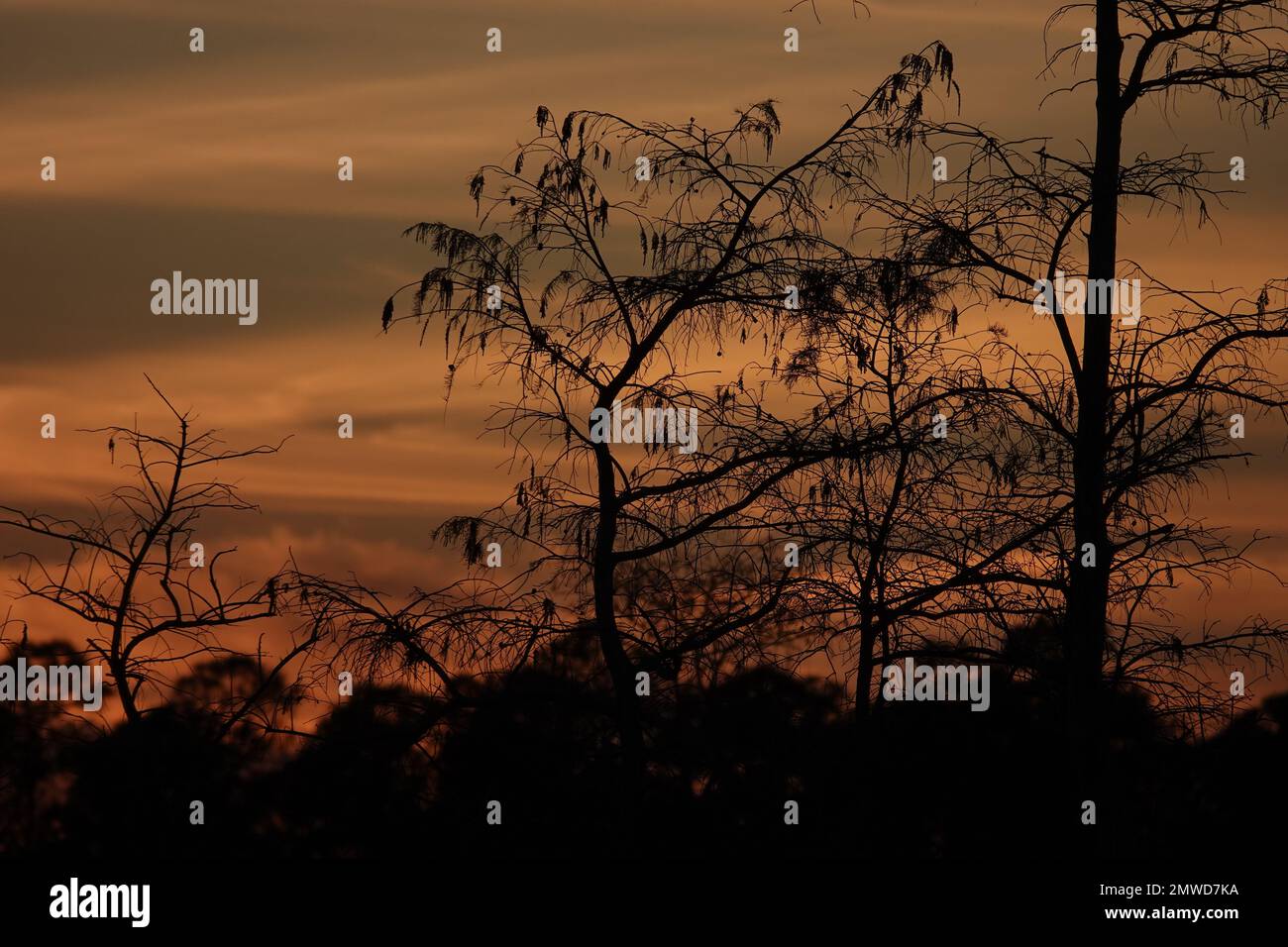 Zypressen im Winter, Silhouetten vor dem Sonnenuntergang, Everglades-Nationalpark, Florida Stockfoto