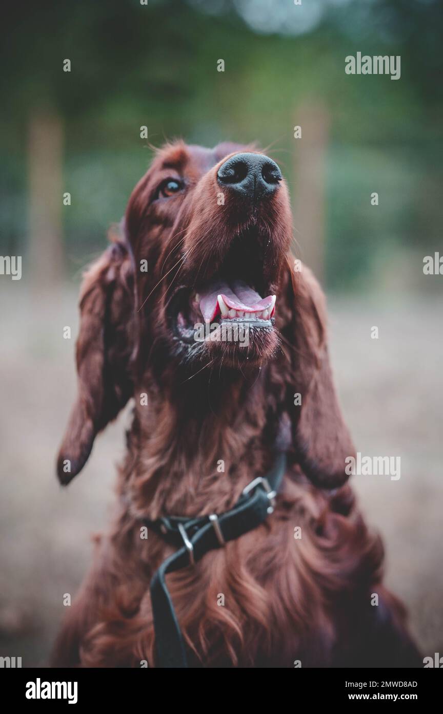 Ein vertikales Porträtfoto eines wunderschönen irischen Setter Hundes. Stockfoto