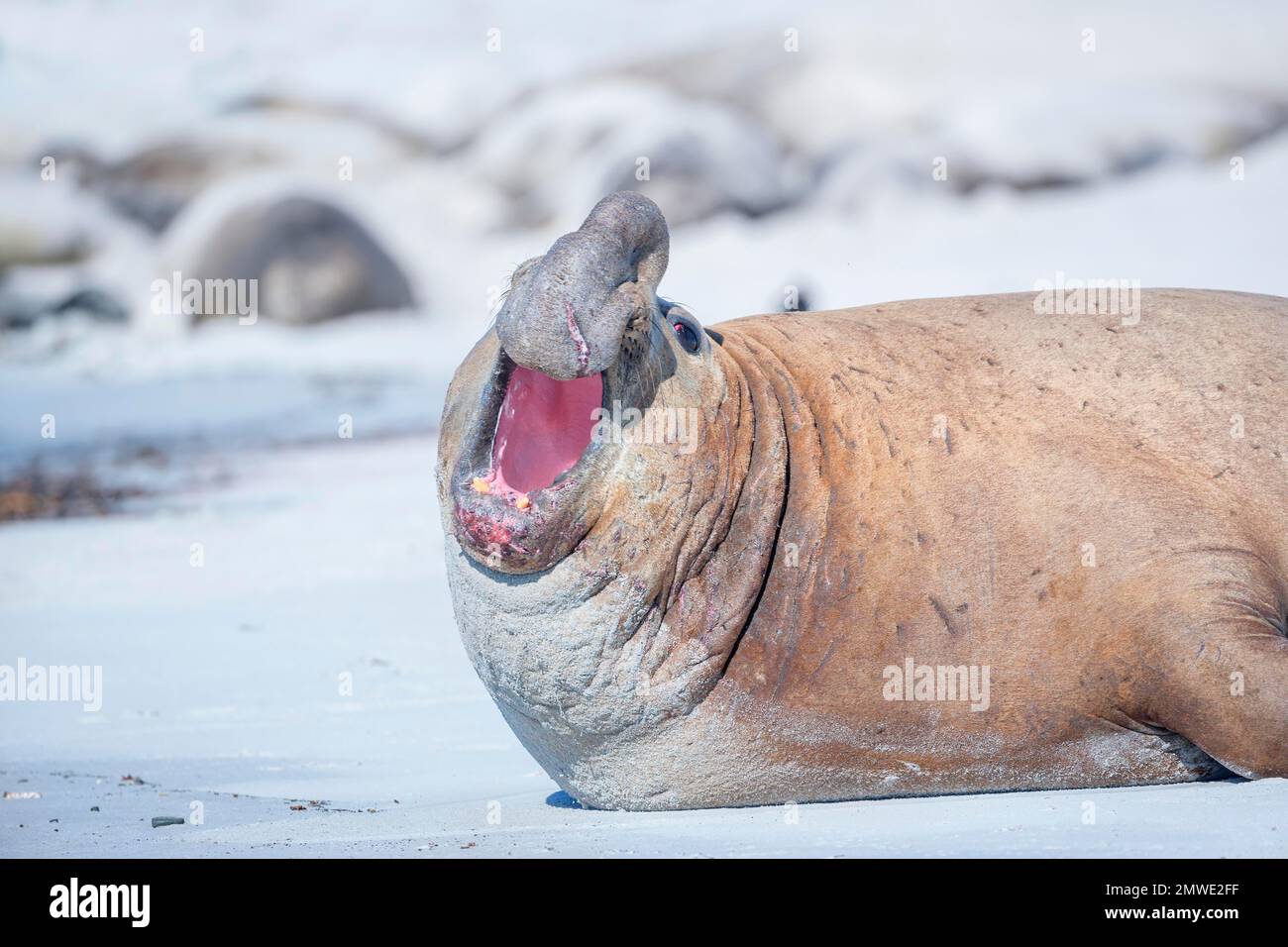 Südliche Elefantenrobbe (Mirounga leonina), brüllend, Seelöweninsel, Falklandinseln, Südamerika Stockfoto