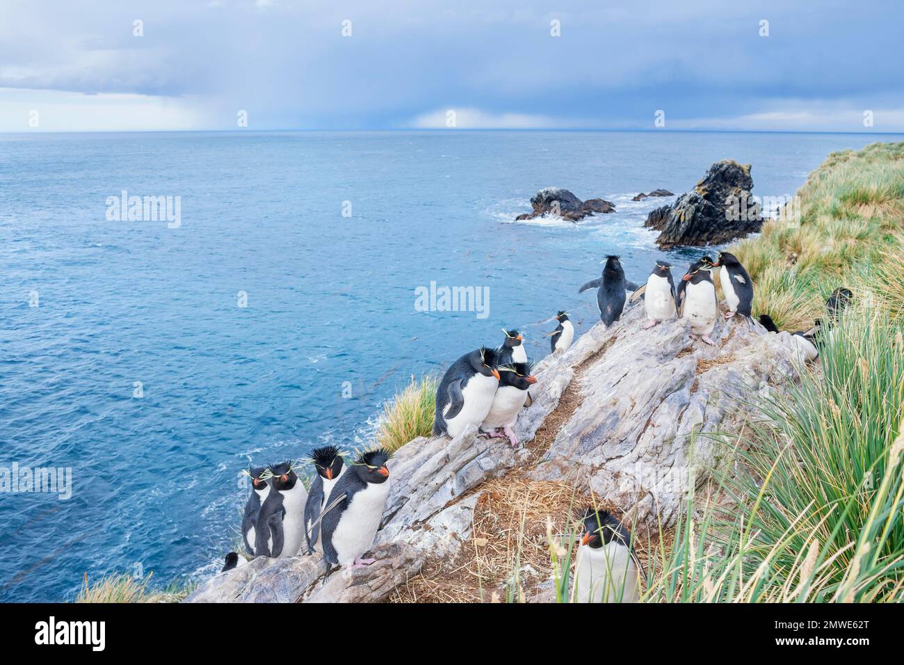 Gruppe von rockhopperpinguinen (Eudyptes chrysocome chrysocome) auf einer Felsinsel, Ostfalkland, Falklandinseln, Südamerika Stockfoto