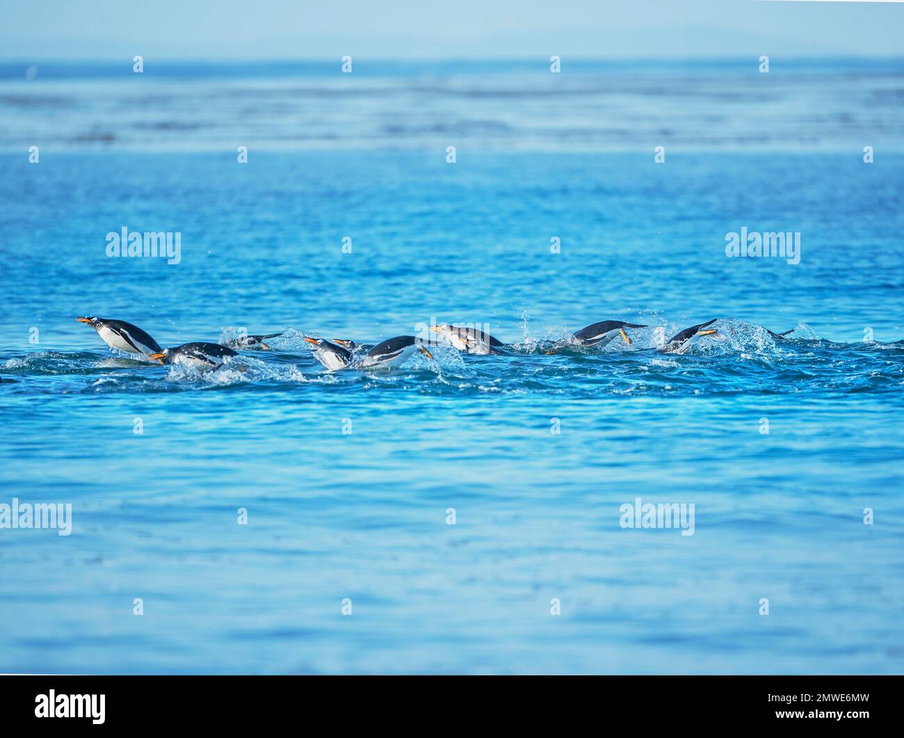 Gentoo Penguins (Pygocelis papua Papua) Schwimmen, Sea Lion Island, Falkland Inseln, Südamerika Stockfoto