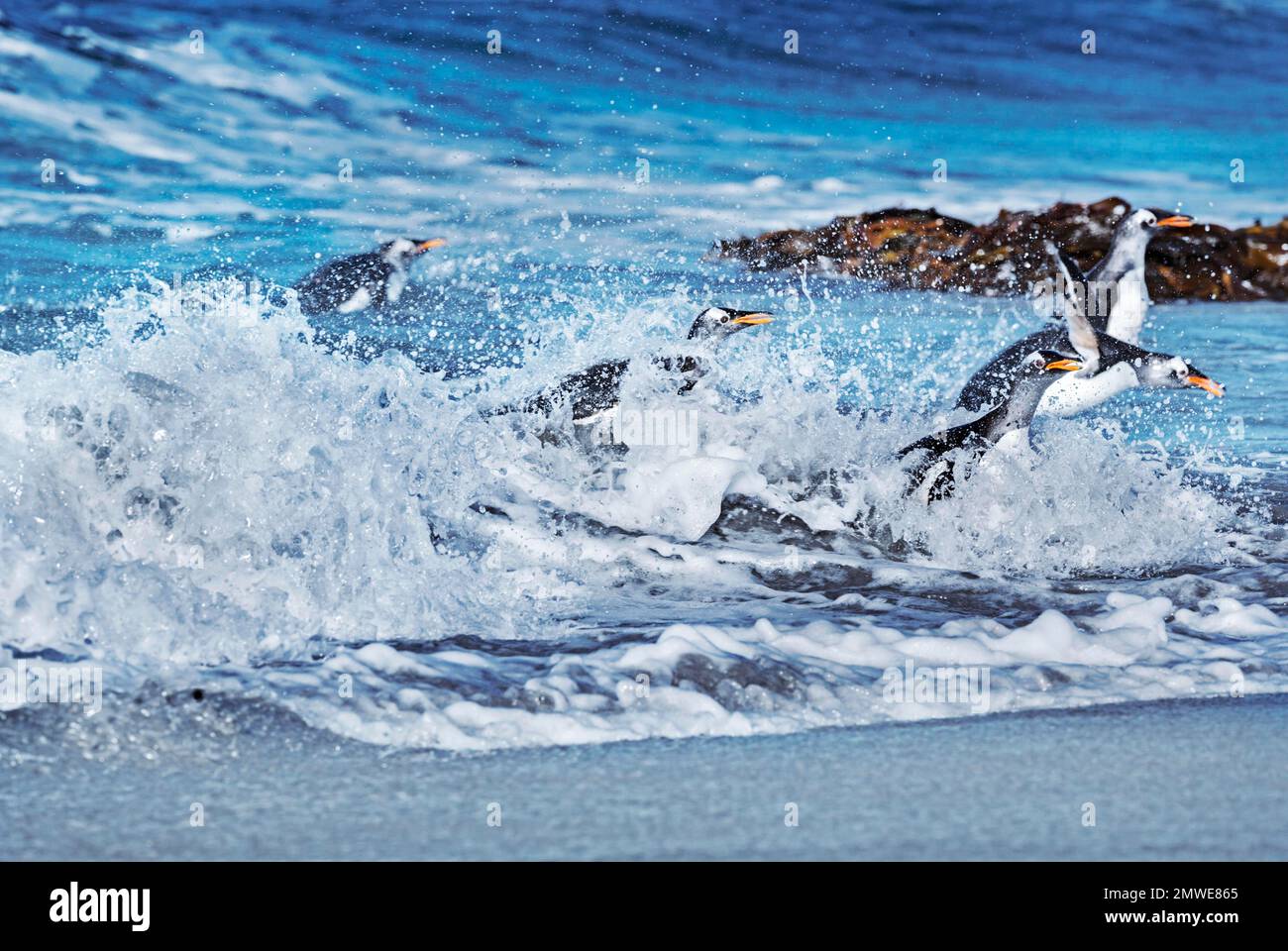 Gentoo Penguins (Pygocelis Papua Papua) springen aus dem Wasser, Falkland-Inseln, Süd-Atlantik, Südamerika Stockfoto