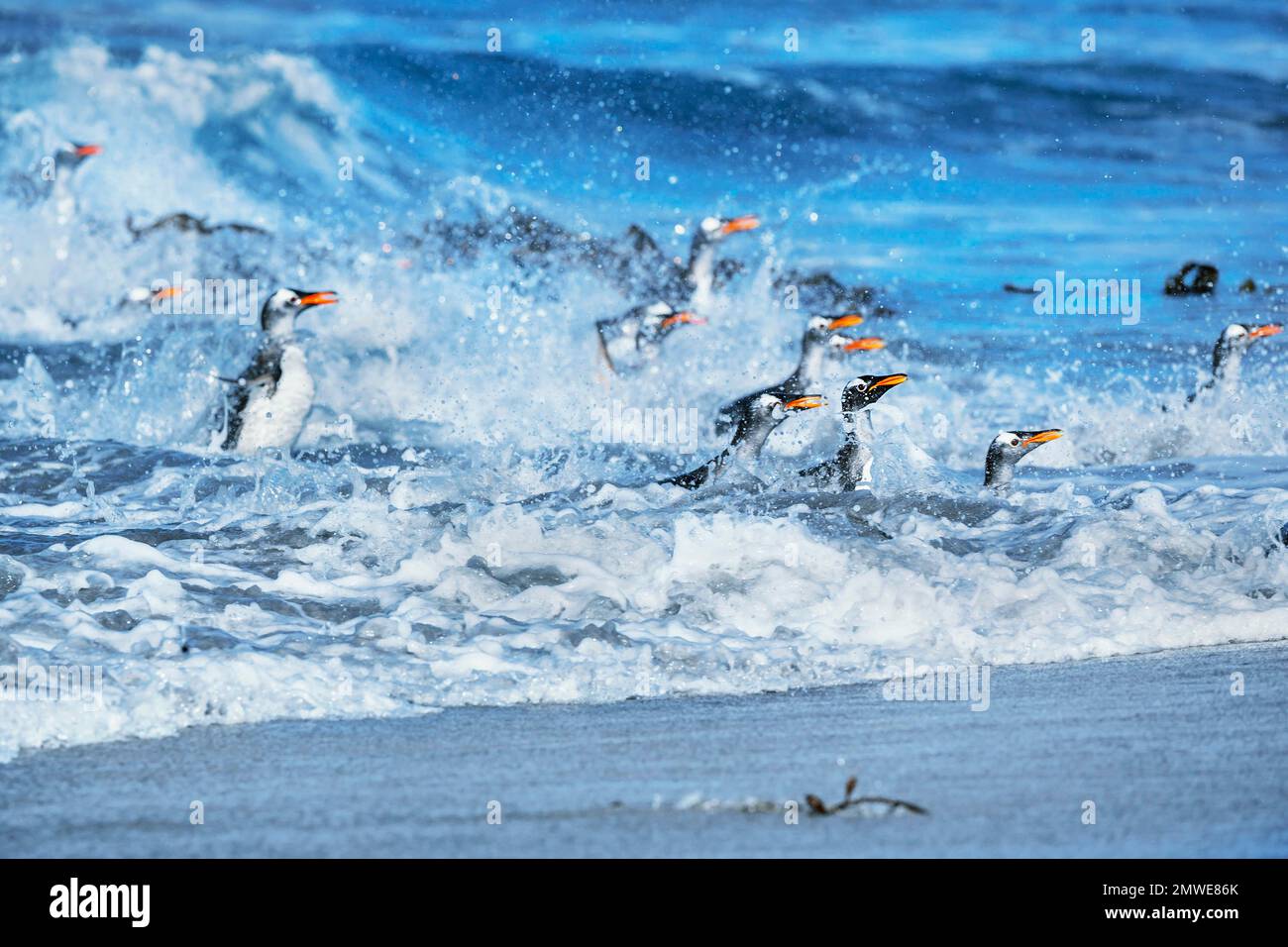 Gentoo Penguins (Pygocelis Papua Papua) springen aus dem Wasser, Falkland-Inseln, Süd-Atlantik, Südamerika Stockfoto