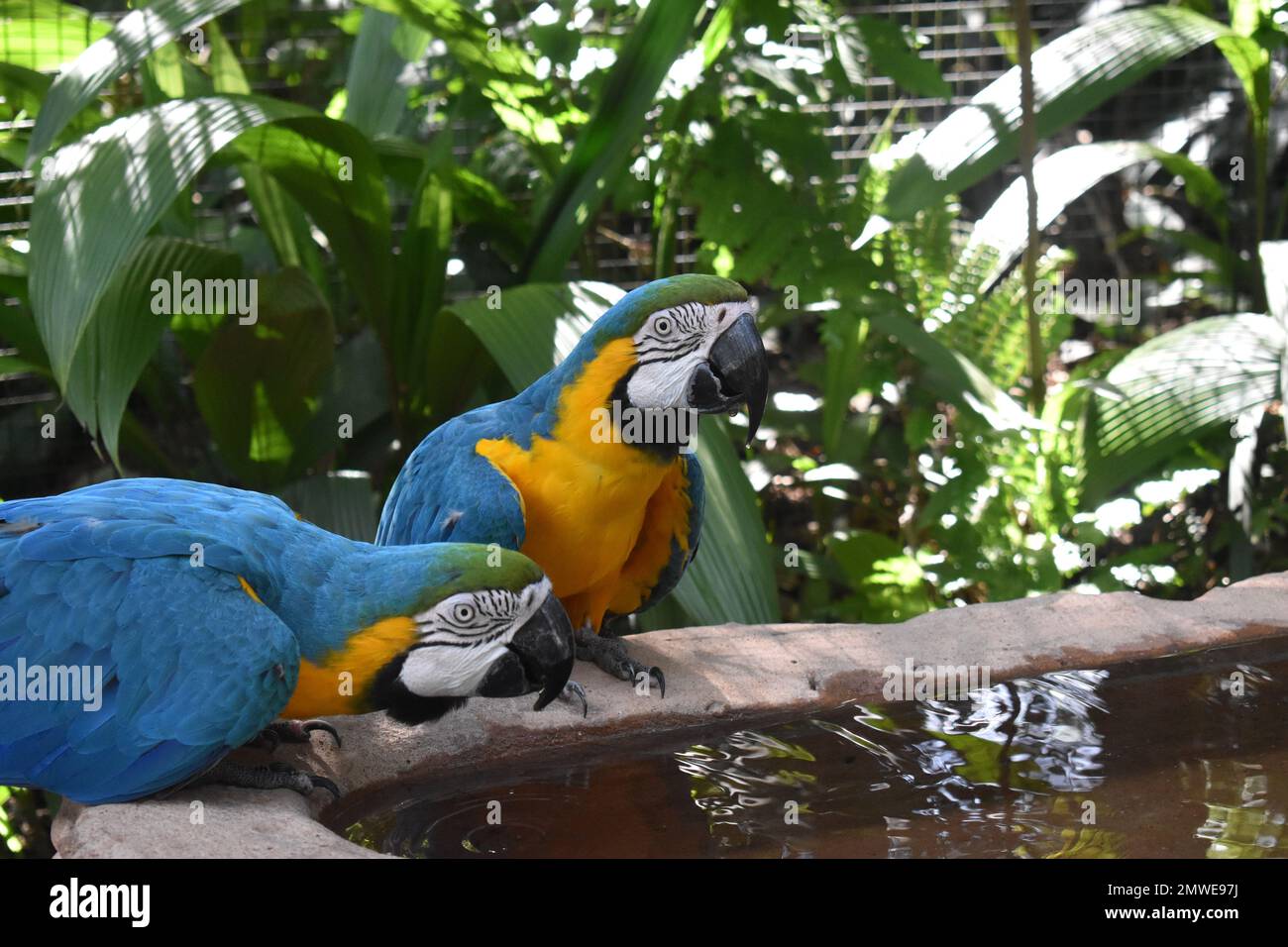 Blaue Macaws Stockfoto