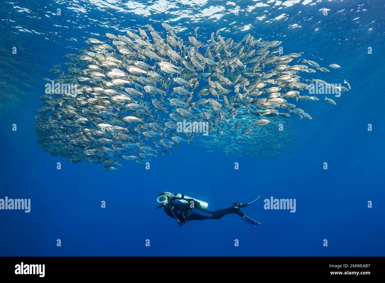 Taucher beobachten eine Reihe von fünf gestreiften Schwänzen (Kuhlia mugil), die im offenen Meer schwimmen, Brüderinseln, Rotes Meer, Ägypten Stockfoto