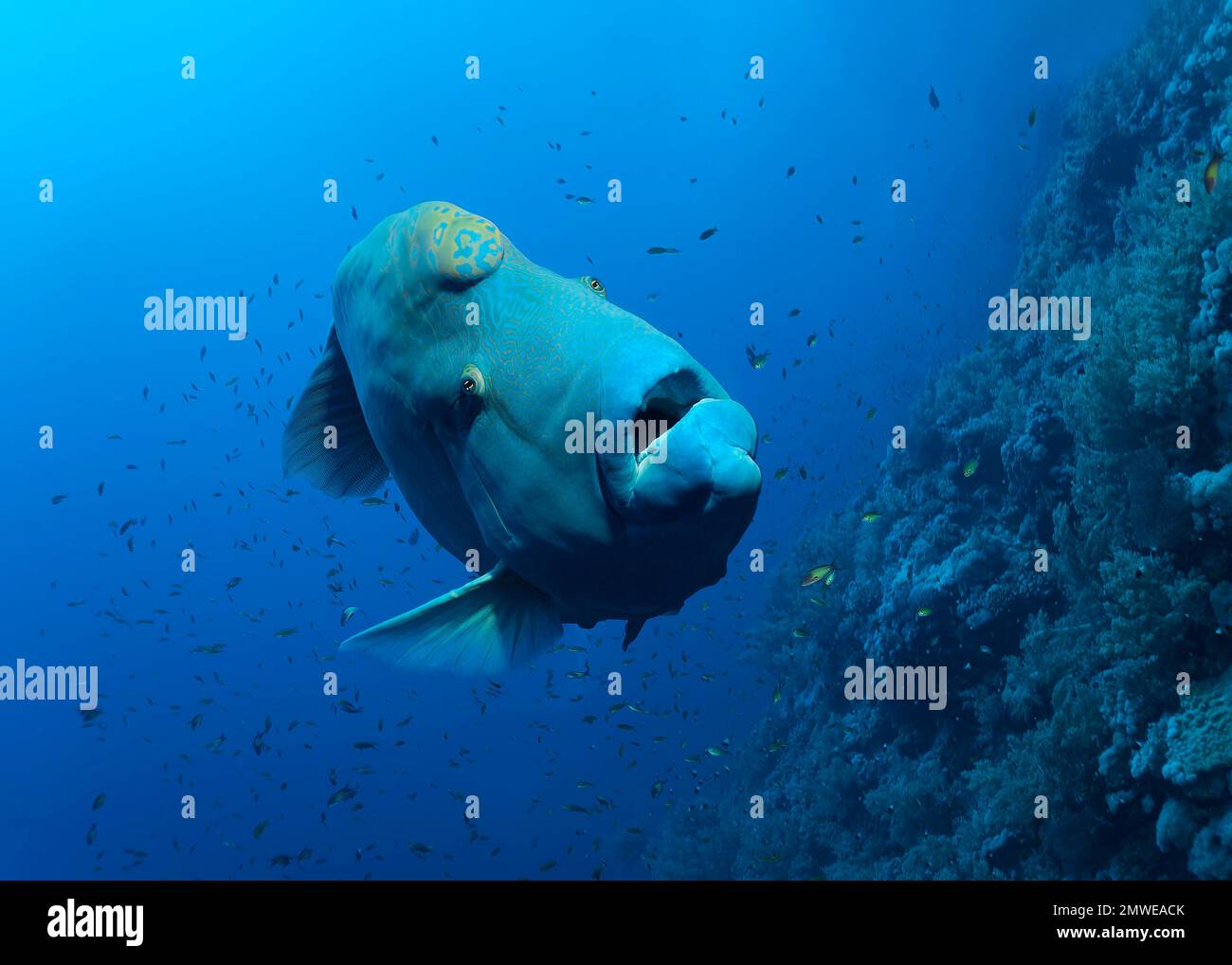 Humphead Wraße (Cheilinus undulatus), Erwachsener, Schwimmen am Korallenriff, blau, St. Johns, Rotes Meer, Ägypten Stockfoto