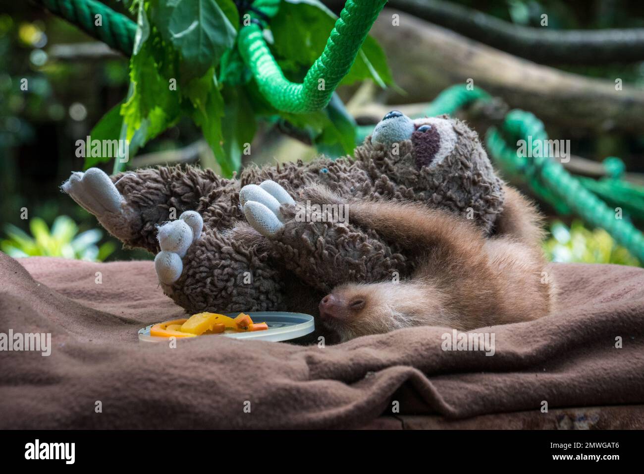 Ein süßes Babyfaultier (Folivora), das ein Faultier auf einer weichen Decke im Freien kuschelt Stockfoto