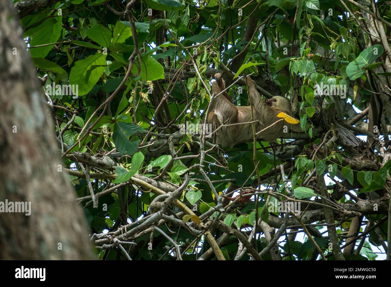 Ein Faultier (Folivora) klettert auf Bäume im Dschungel, umgeben von frischem Laub Stockfoto