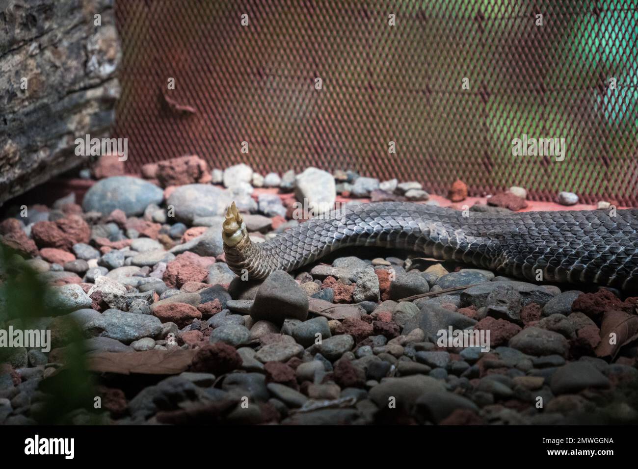 Nahaufnahme des Schwanzes einer westlichen Klauenmaus (Agkistrodon piscivorus leucostoma) in einem Terrarium Stockfoto