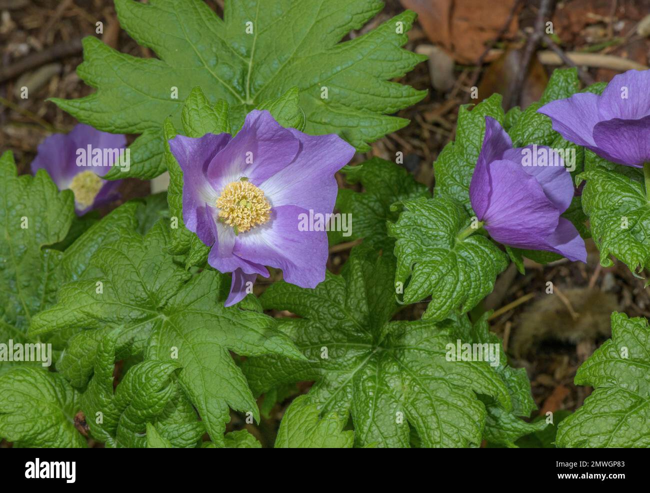 Japanischer Mohn (Glaucidium palmatum) Stockfoto