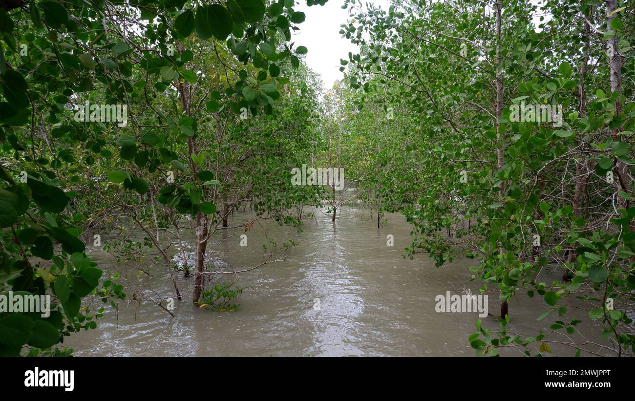 Der Grüne Und Dichte Avicennia Marina Forest, Der Tagsüber Über Über Dem Meeresspiegel Wächst, Im Dorf Belo Laut Stockfoto