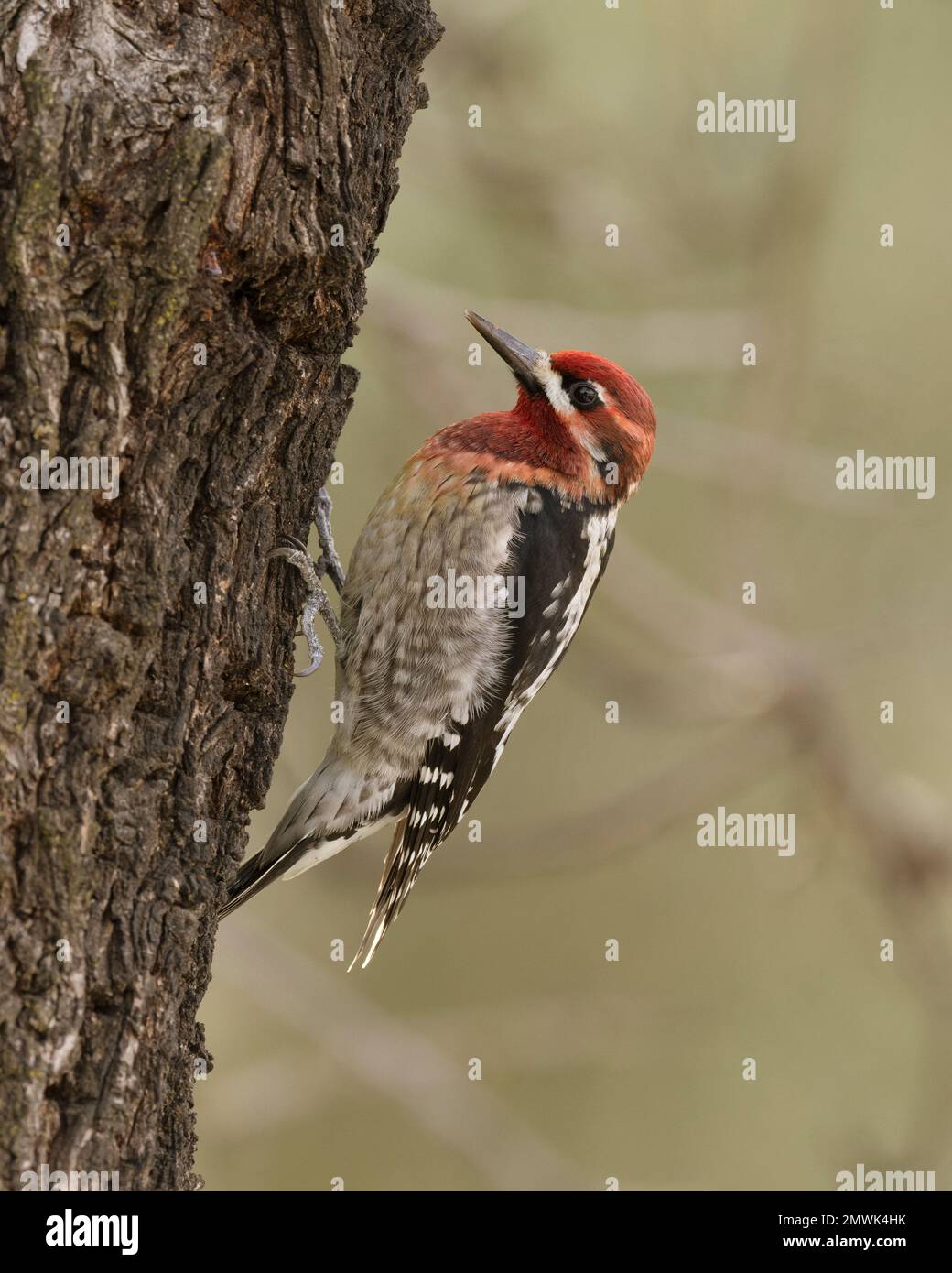 Hybrid-Rotnaped x Rotbrust-Sapsucker (Sphyrapicus nuchalis x ruber) hoch oben auf dem Stamm eines Mandelbaums im Winter, Sacramento County Stockfoto