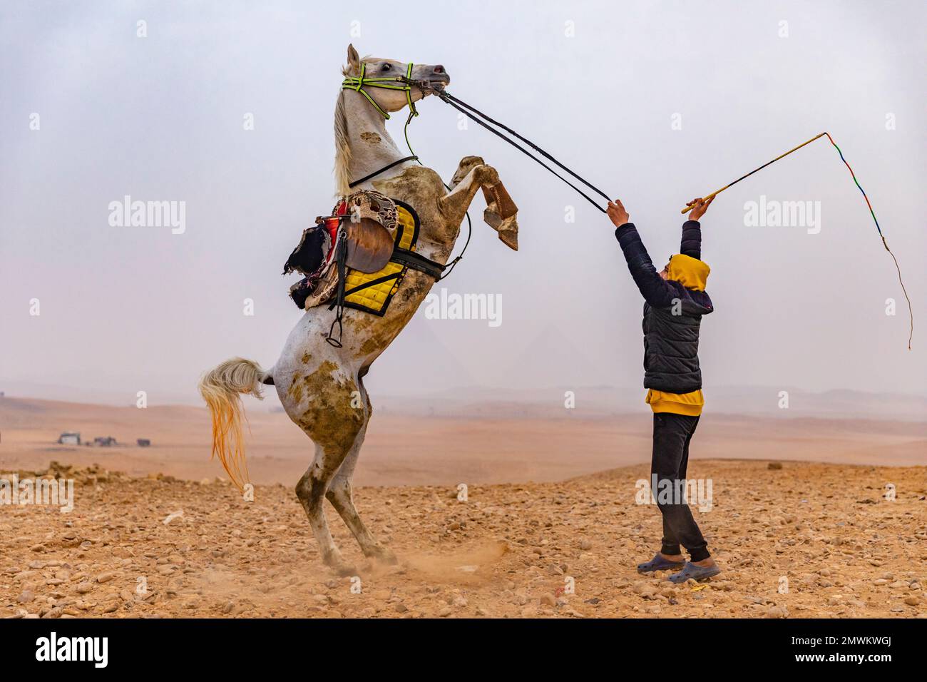 Ein ägyptischer Mann, der ein Pferd mit der Peitsche in der Wüste El Gizeh Sahara, Kairo, Ägypten zähmt Stockfoto