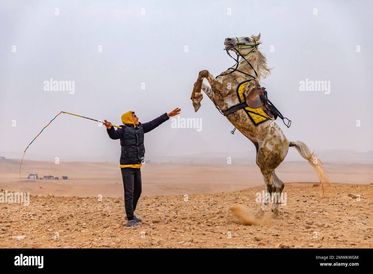 Ein ägyptischer Mann, der ein Pferd mit der Peitsche in der Wüste El Gizeh Sahara, Kairo, Ägypten zähmt Stockfoto