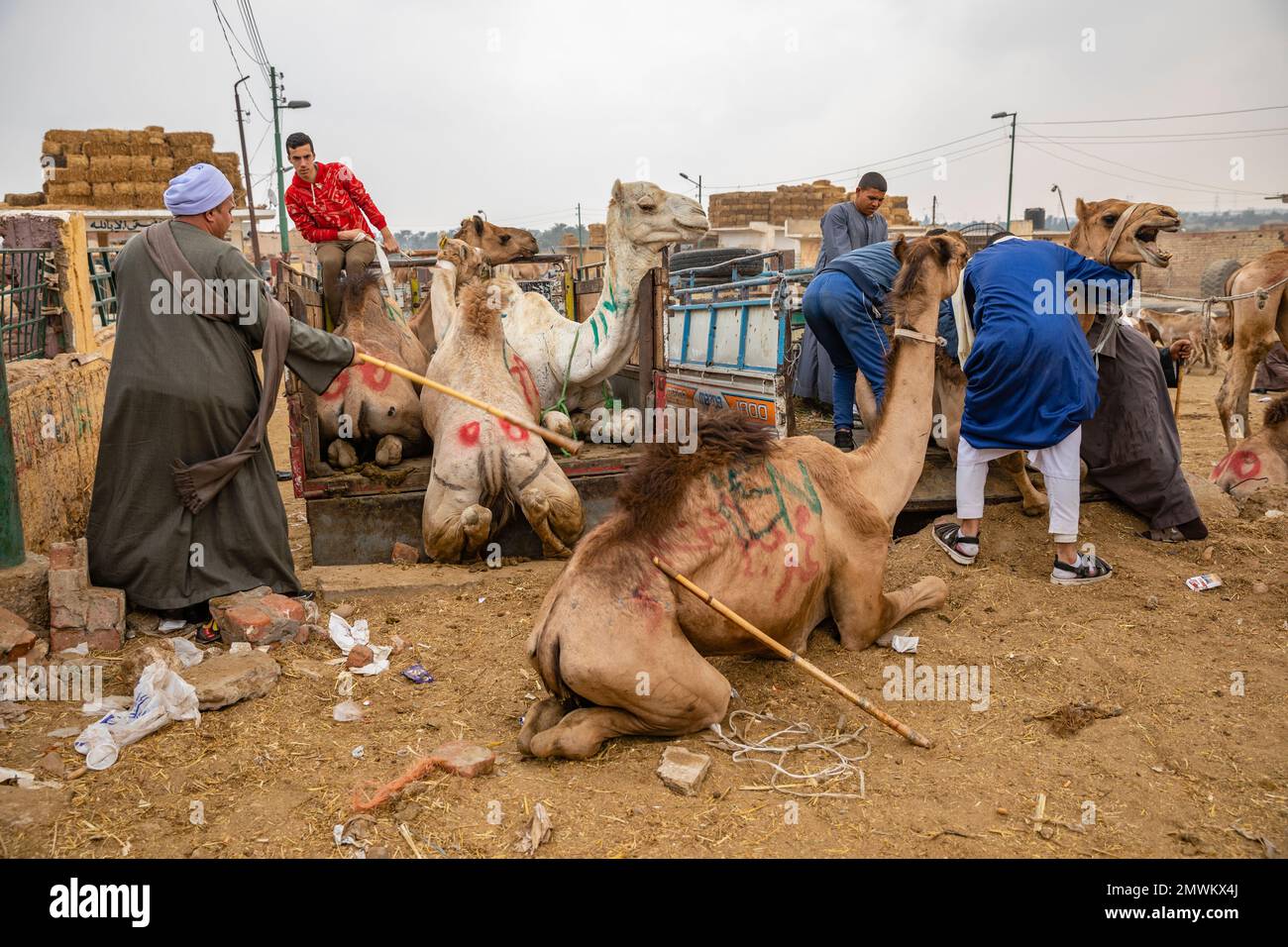 Birqash Camel Market, Kairo, Ägypten Stockfoto