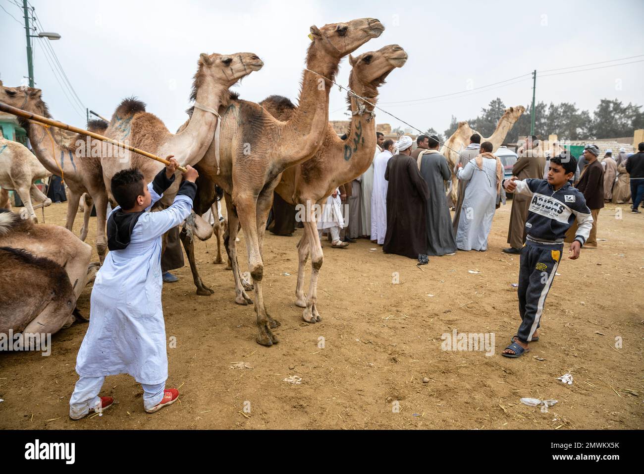 Birqash Camel Market, Kairo, Ägypten Stockfoto