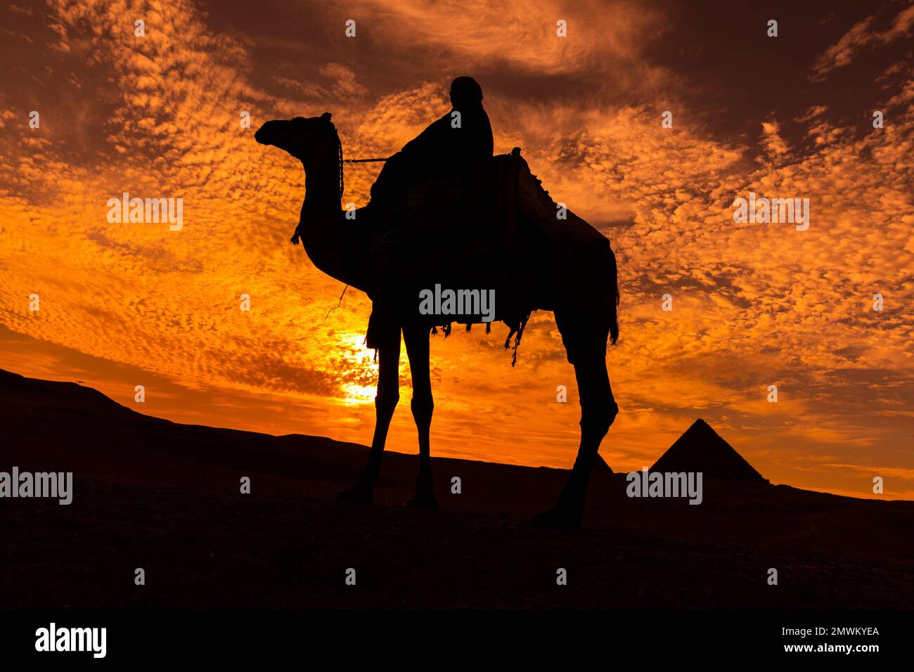 Kamele in Silhouette bei Sonnenuntergang an den Pyramiden von Gizeh, Kairo, Ägypten Stockfoto
