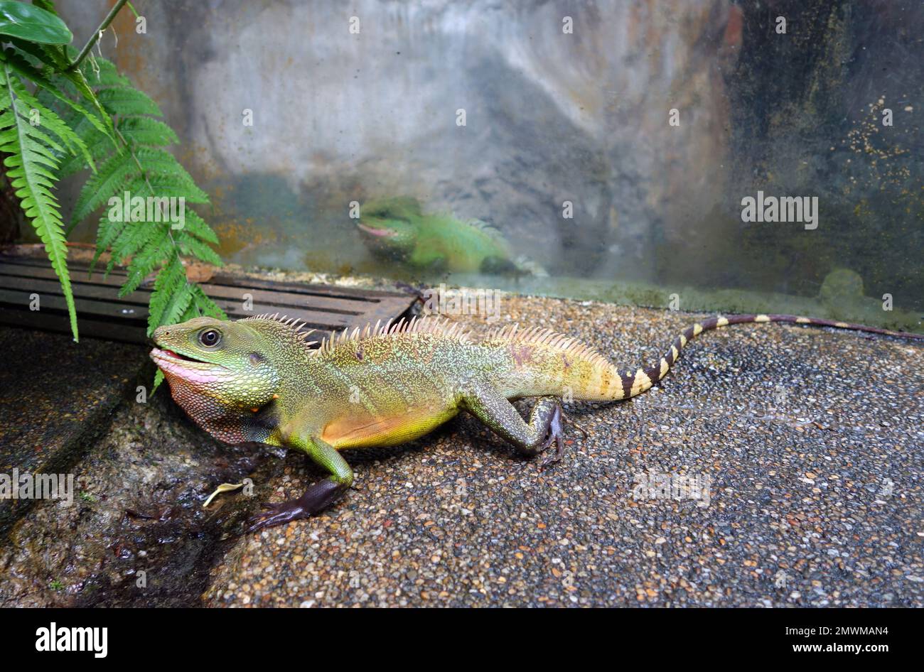Waldechse (Calotes sp.) Das aus seiner Einhausung entkommen ist (siehe immer noch in Gefangenschaft hinter Glas), Entopia, Penang, Malaysia Stockfoto
