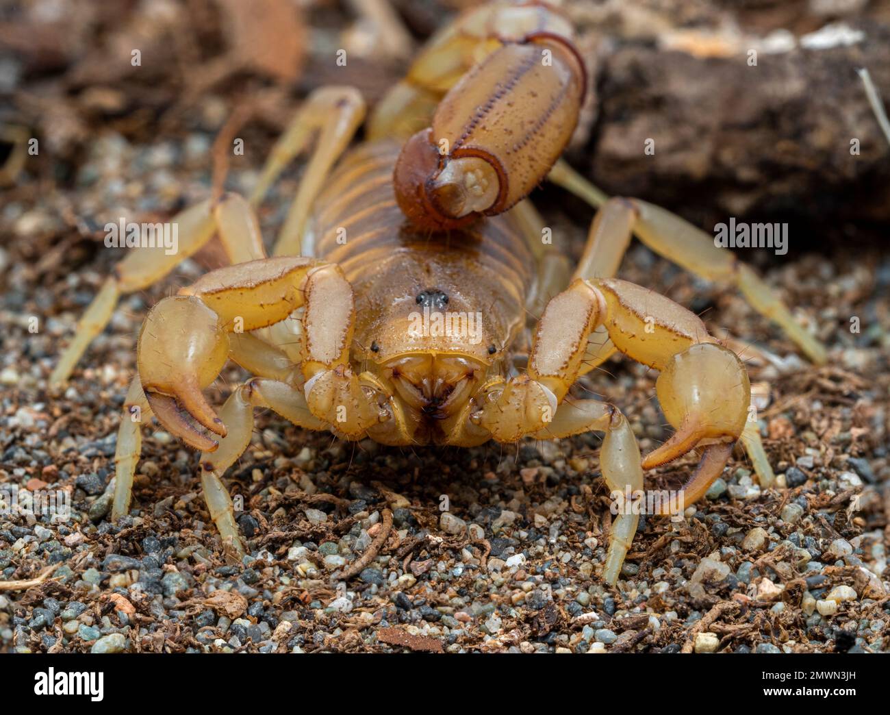 Nahaufnahme eines Skorpions aus Arizona, Paravaejovis spinigerus, der vor die Kamera blickt Stockfoto