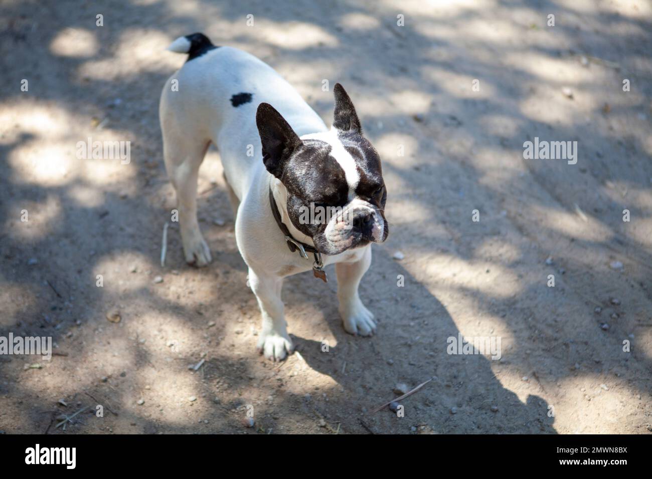 Französische Bulldoggen liegen im Schatten, Kalifornien, USA Stockfoto