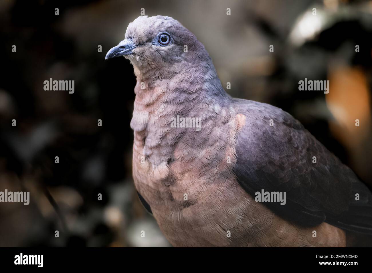 Eine Nahaufnahme einer schönen Taube Stockfoto