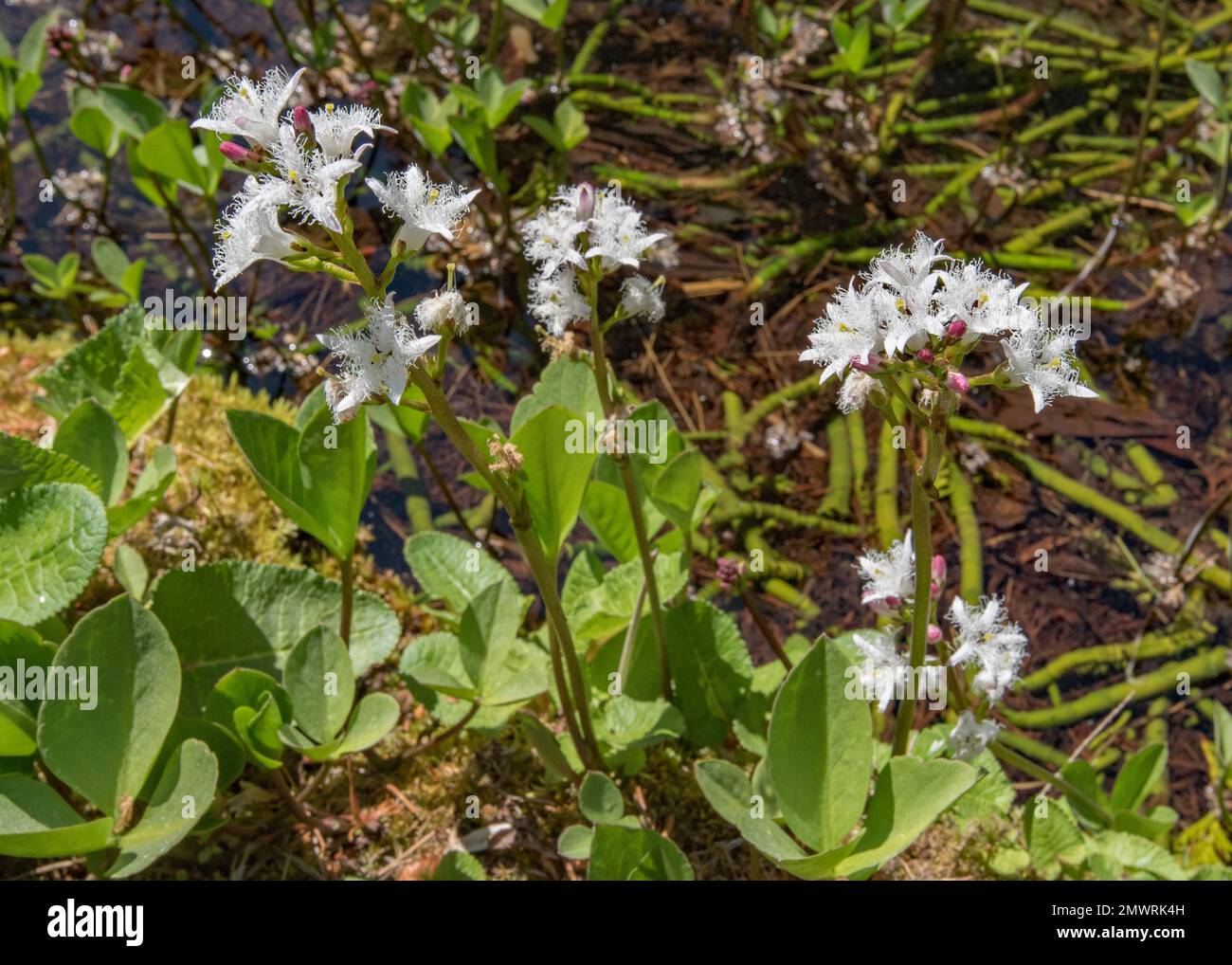 Die wunderschönen weißen Blüten der Meeresbohne finden Sie in der Parcevall Hall and Gardens, einem Landhaus in der Skyreholme Bank, Skyreholme BD23 6DE. Stockfoto