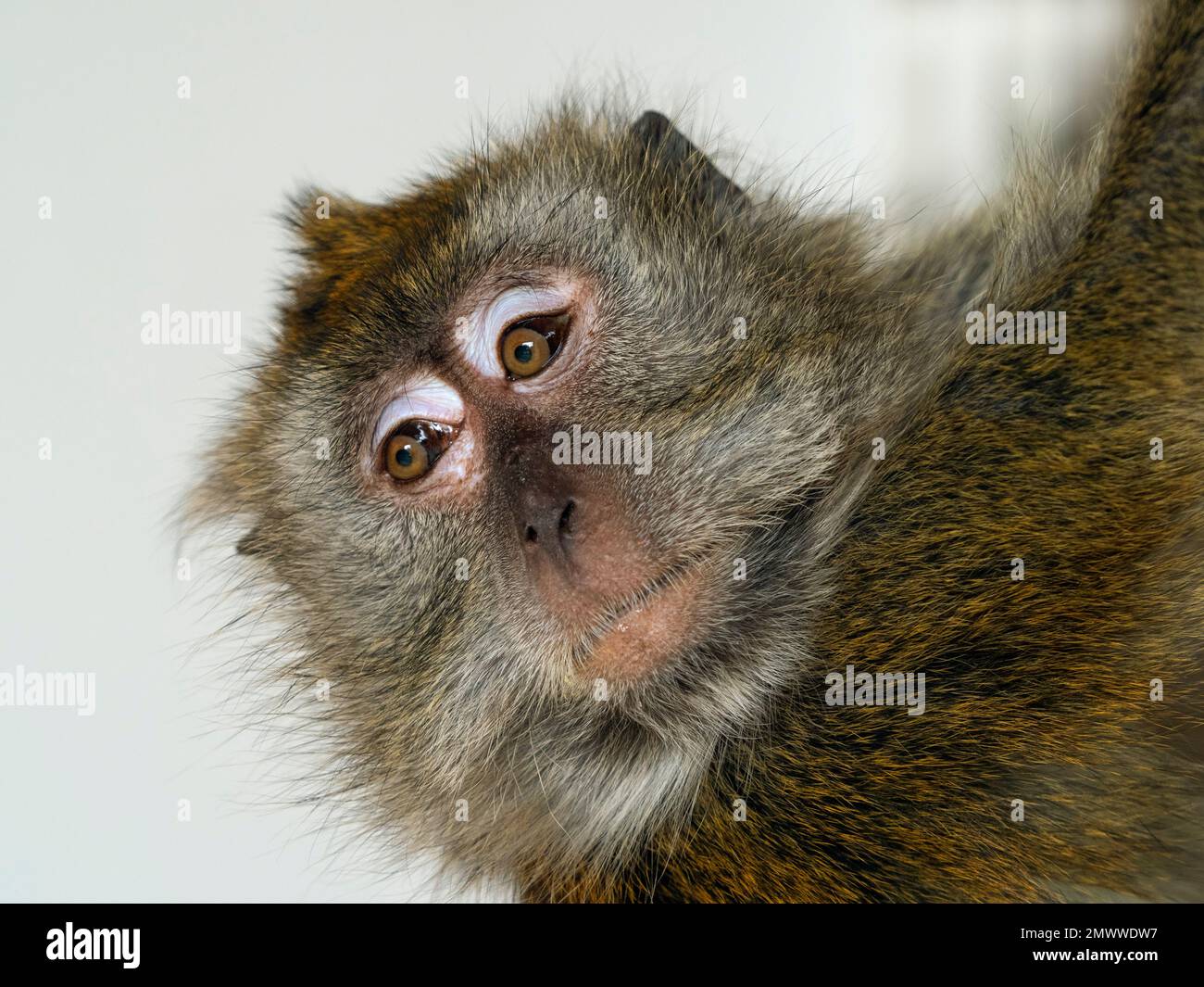 Krabbe-Essen Makaken Macaca Fasdicularis Porträt Stockfoto