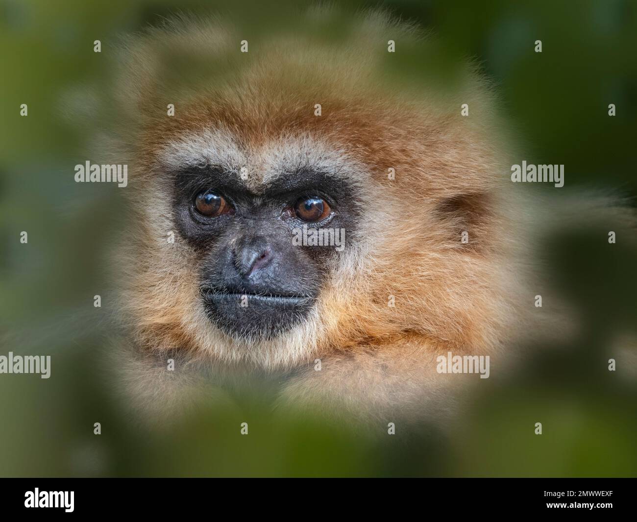 LAR Gibbon Hylobates LAR auch bekannt als das weißhändige Gibbon Portrait. Stockfoto