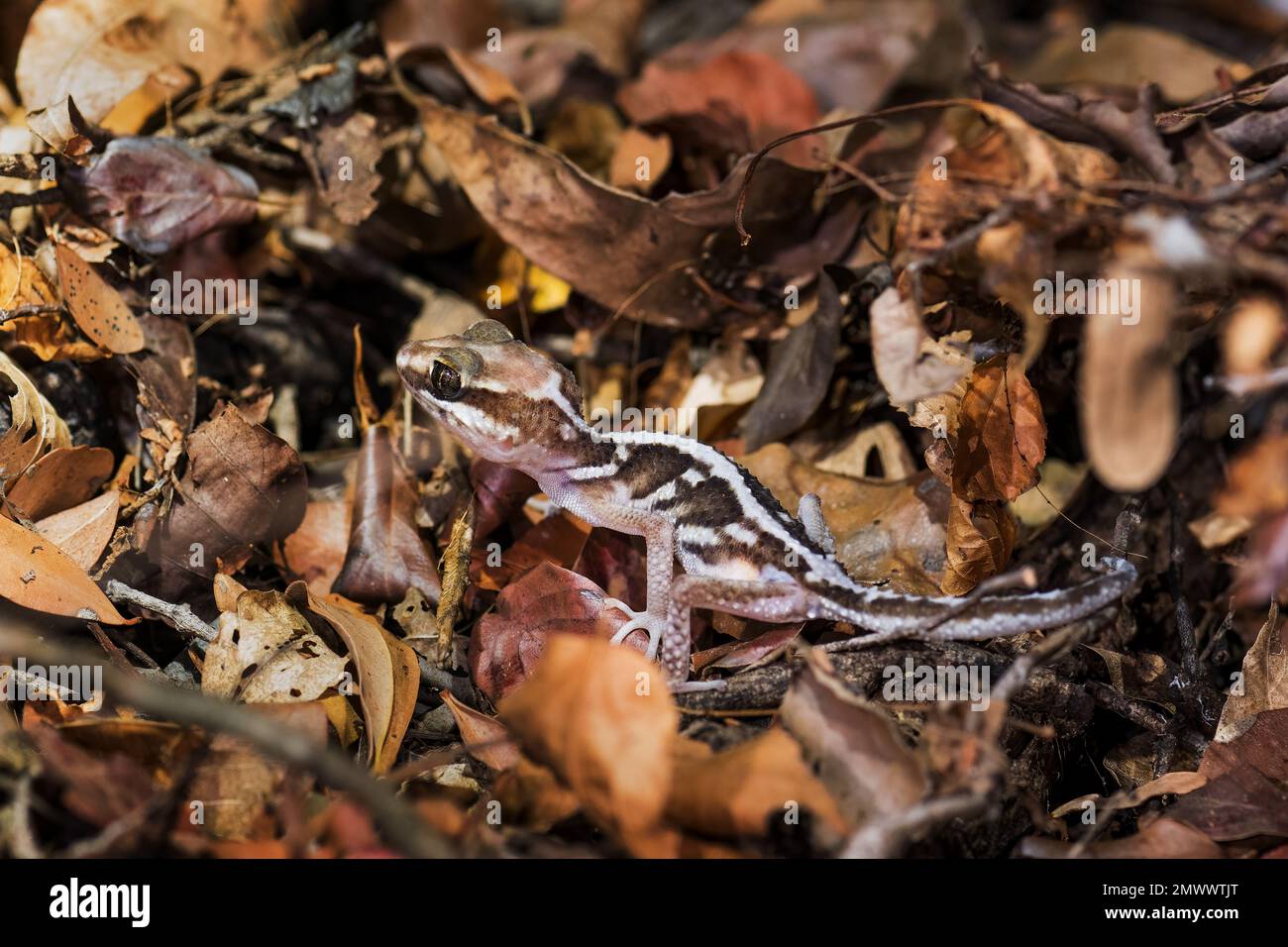 Ocelot Gecko - Paroedura picta, kleiner, schöner nachtaktiver Gecko, der in trockenen Wäldern Madagaskars und im Kirindy-Wald endemisch ist. Stockfoto