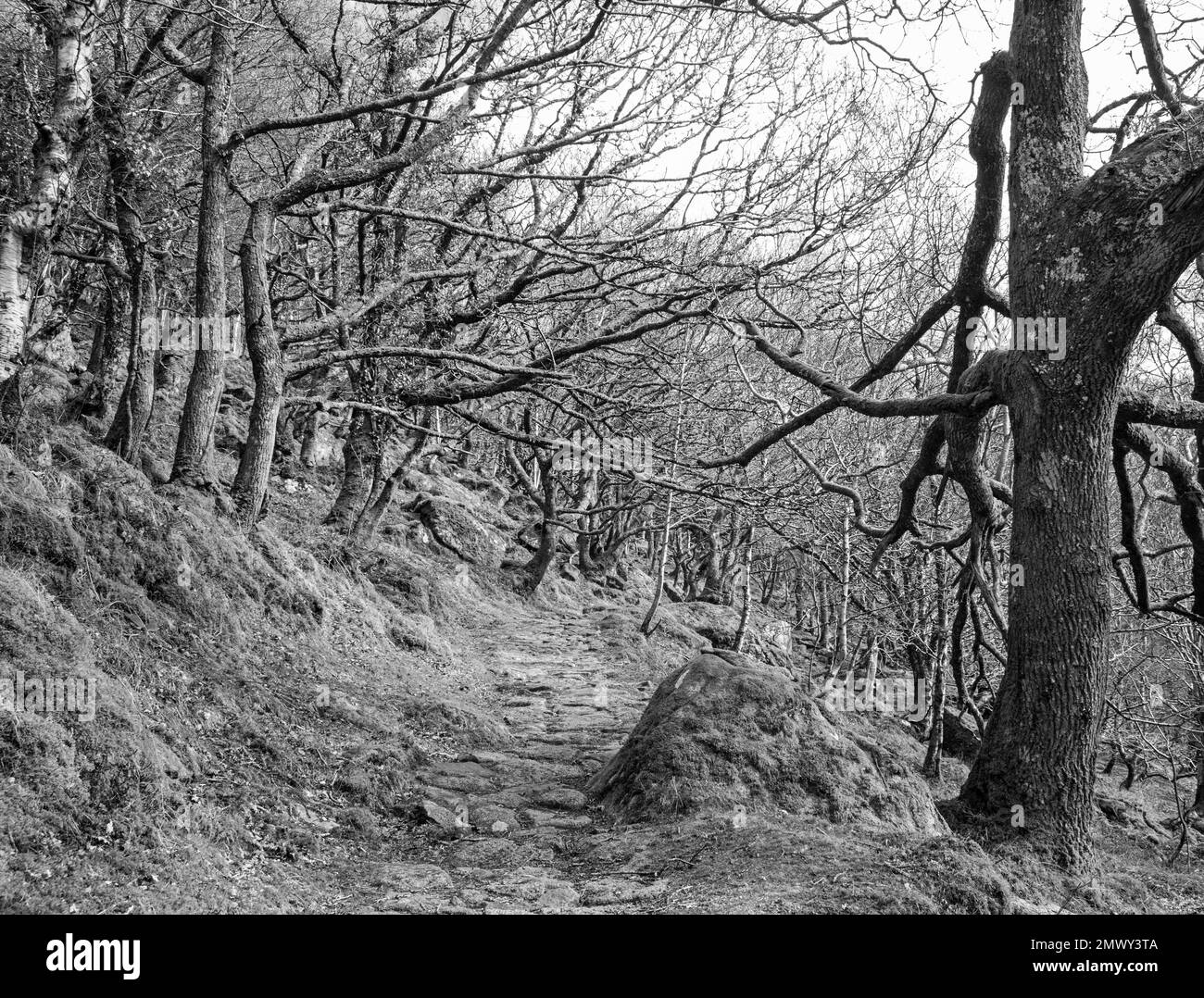 Waldgebiete in den Shaugh Woods am Rande von Dartmoor. Ein Weg offenbart eine industrielle Vergangenheit. Stockfoto