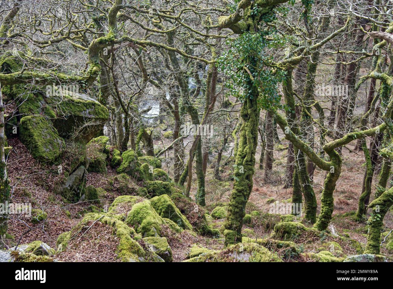Moosbedeckte Bäume im Dewerstone Woods am Rande von Dartmoor in South Devon. Stockfoto