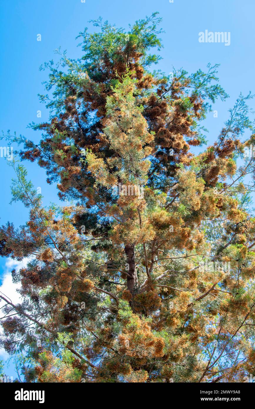 Eine australische Zypernkiefer (CALLITRIS glaucophylla), auch bekannt als Weißzyrpus, Zypressen-Kiefer des Murray River und nördliche Zypressen-Kiefer Stockfoto