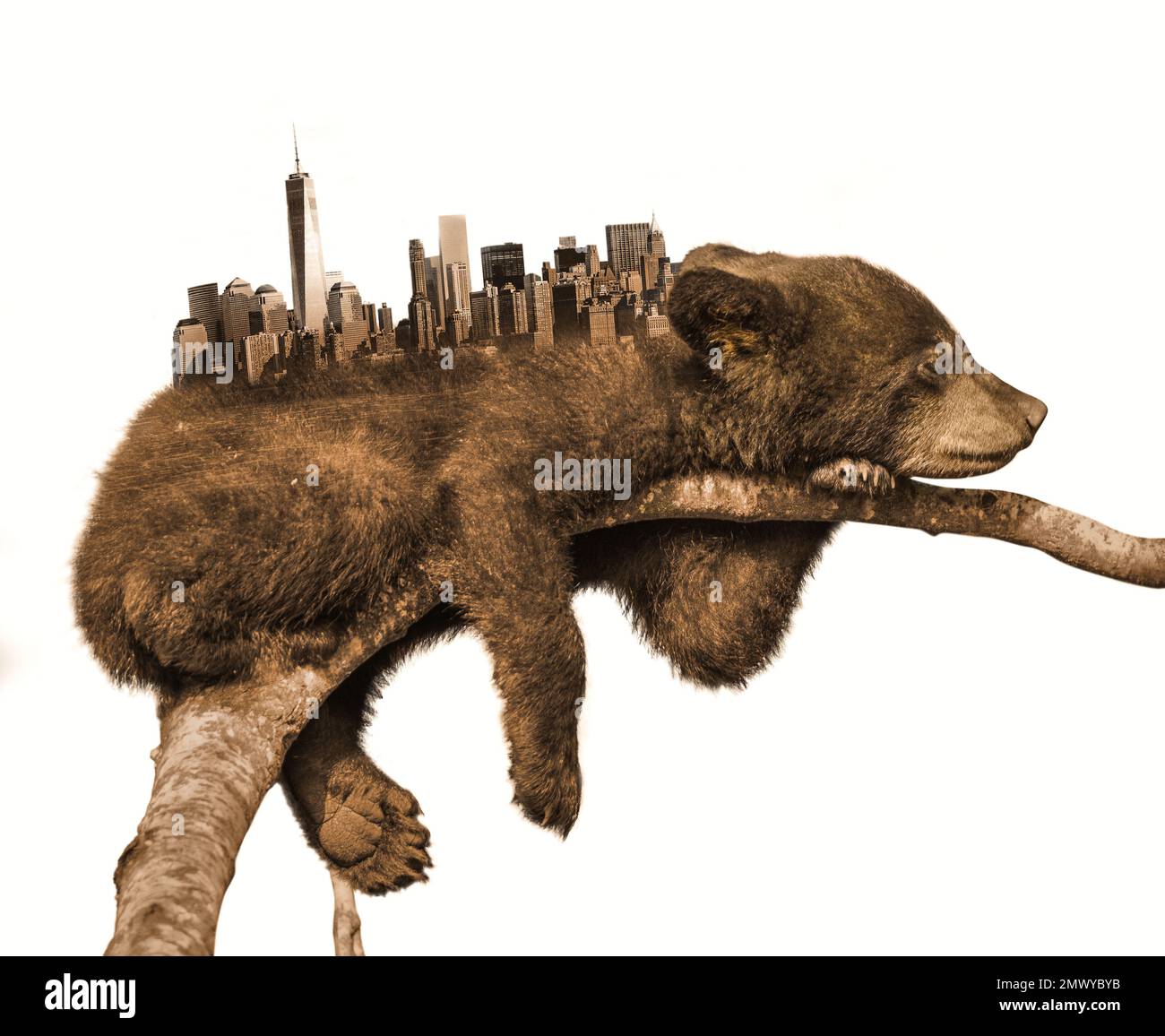 Schlafender Bär. Die Silhouette der Stadt auf dem Rücken des Bären. Der Bär schläft auf dem Ast. Um Tieren das natürliche Leben zu nehmen. Fotobearbeitung. Stockfoto