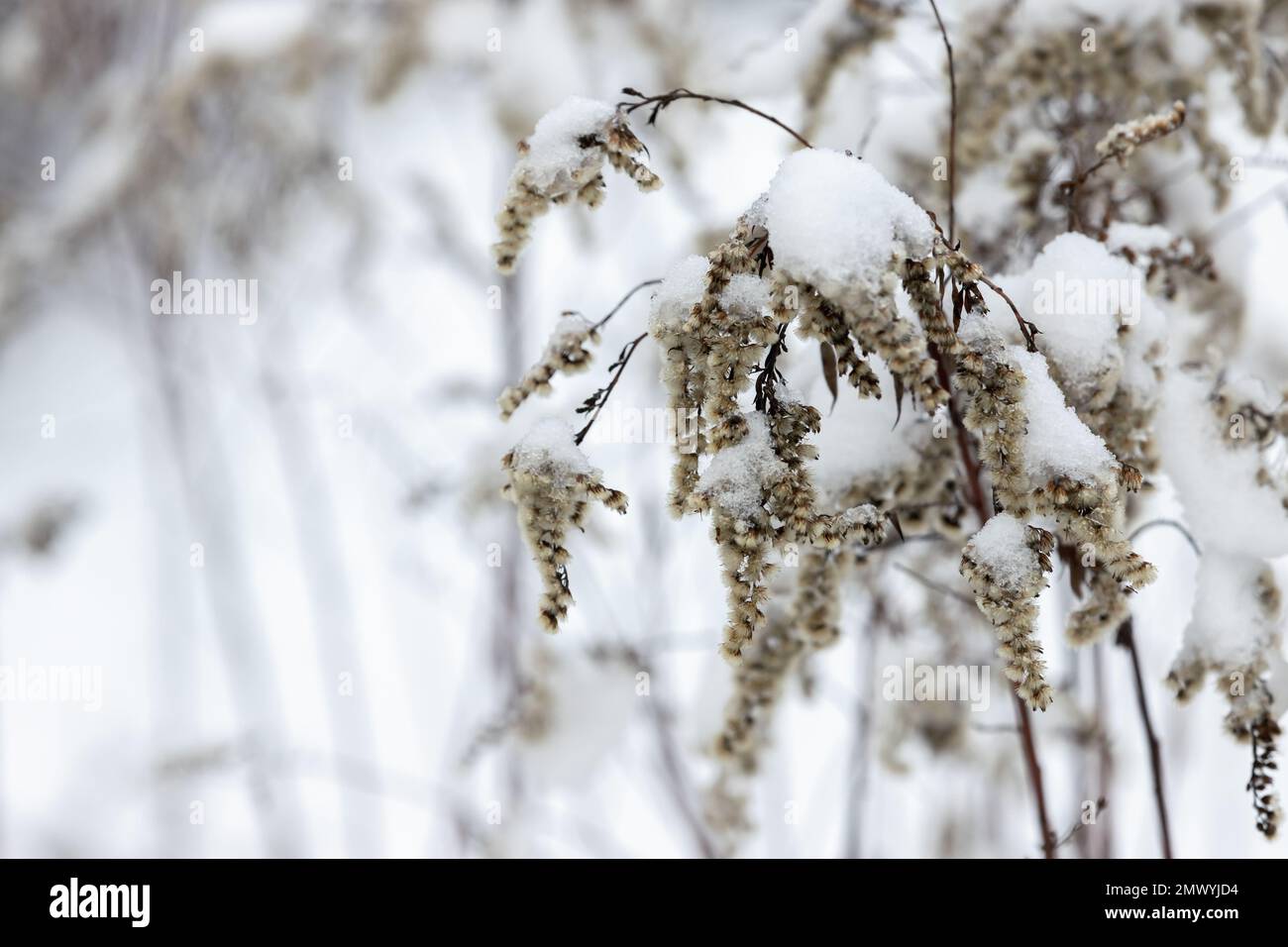 Trockene flauschige Blumen sind unter Schnee, natürliches Winterfoto Stockfoto