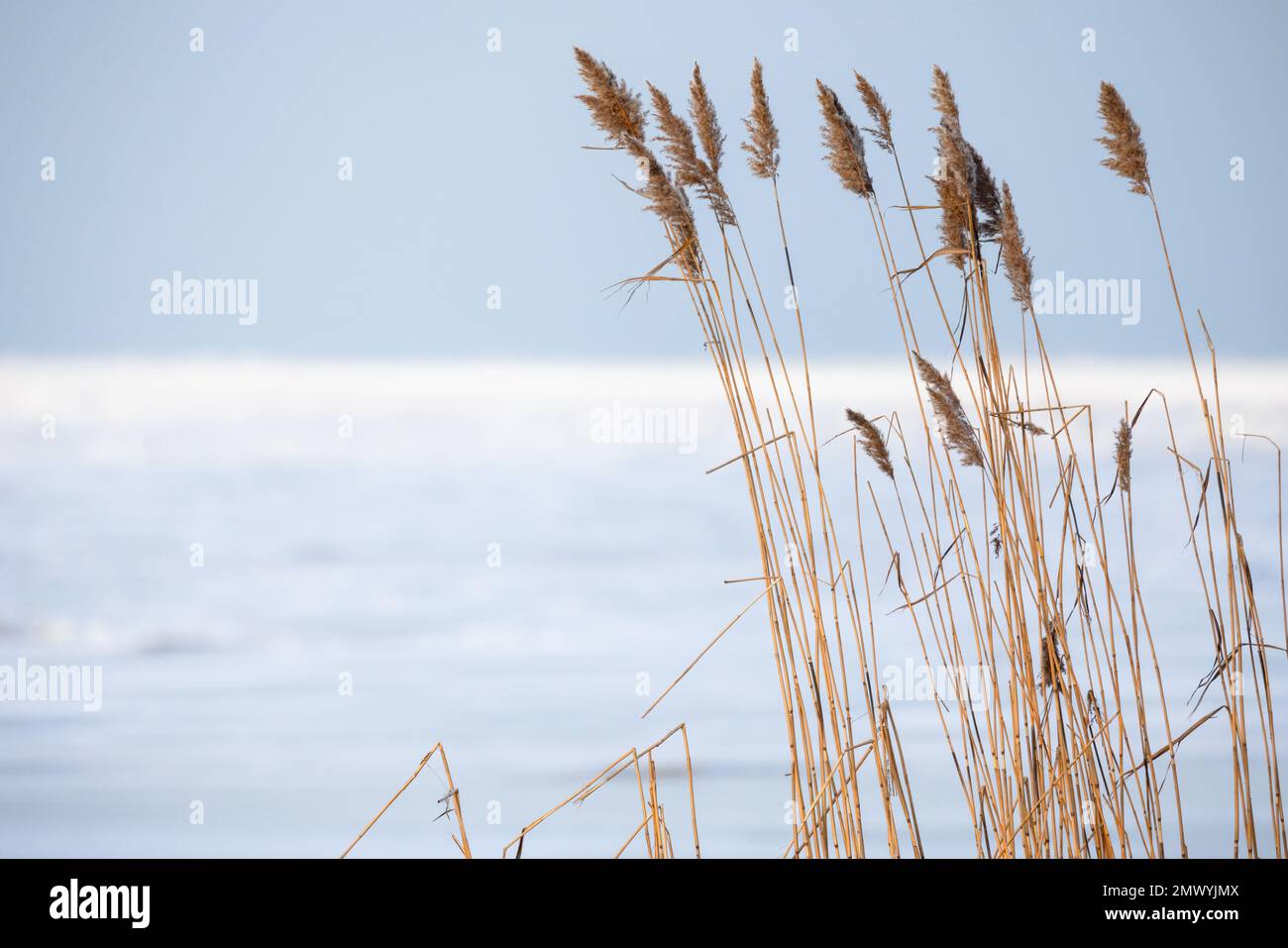 Trockenes Küstenschildkröte an einem Wintertag, natürliches Hintergrundfoto mit weichem, selektivem Fokus Stockfoto