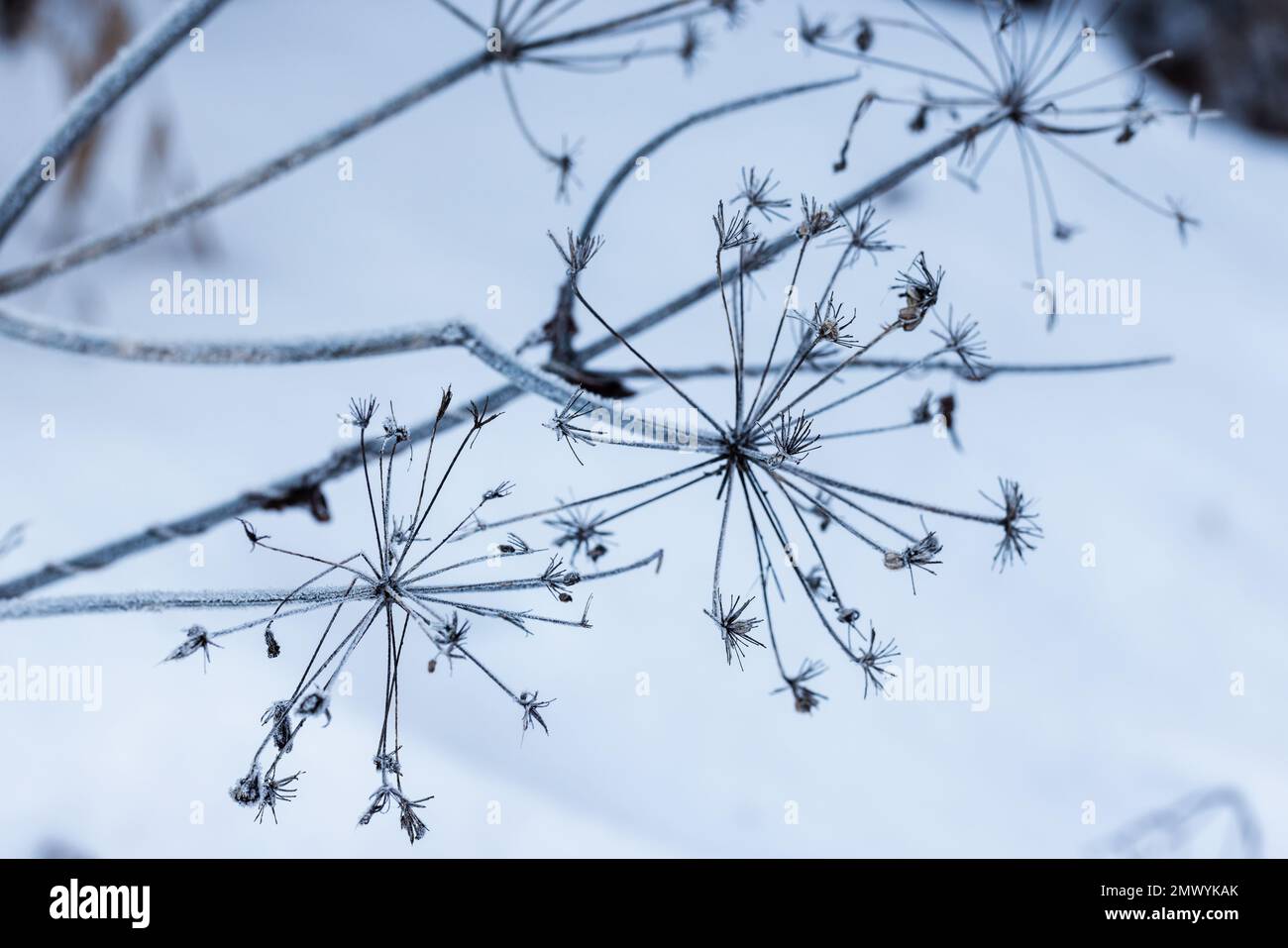 Trockene tote Regenschirmblumen Nahaufnahme mit selektivem Fokus, natürlicher abstrakter Winterhintergrund Stockfoto