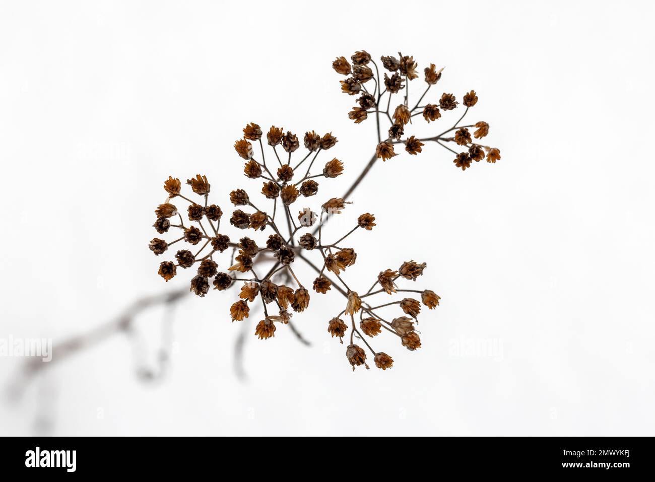 Trocknen Sie Blumen über weißem Schnee, Nahaufnahmen mit selektivem Weichzeichner, natürlicher Winterhintergrund Stockfoto