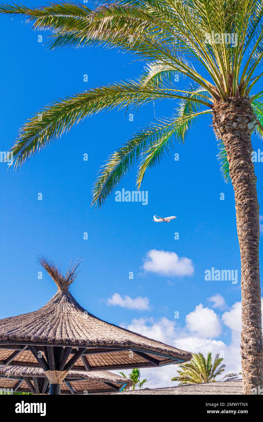 Ein Flugzeug landet und eine Palme auf der Kanarischen Insel Fuerteventura, Spanien Stockfoto