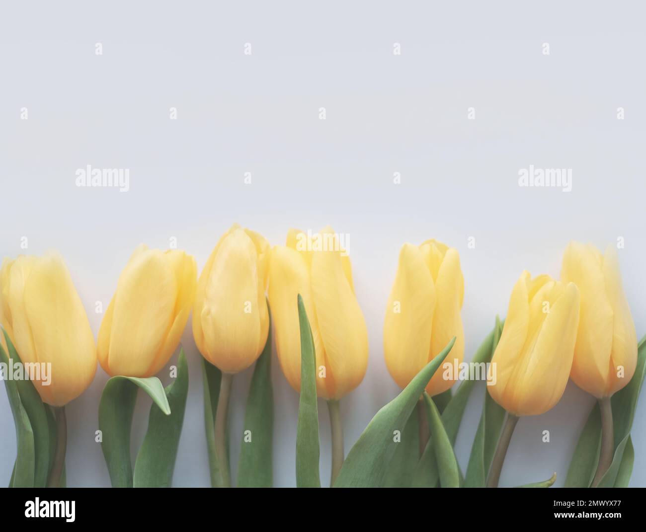 Blumenzusammensetzung. Gelbe Tulpenblüten auf weißem Hintergrund. Frühlings- und Sommerkonzept Stockfoto