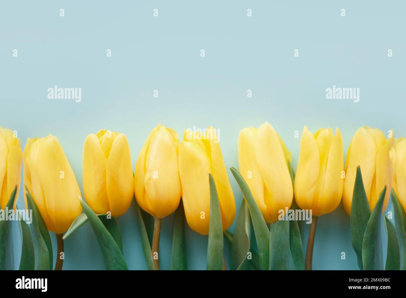 Blumenzusammensetzung. Gelbe Tulpenblüten auf hellblauem Hintergrund. Frühlings- und Sommerkonzept Stockfoto