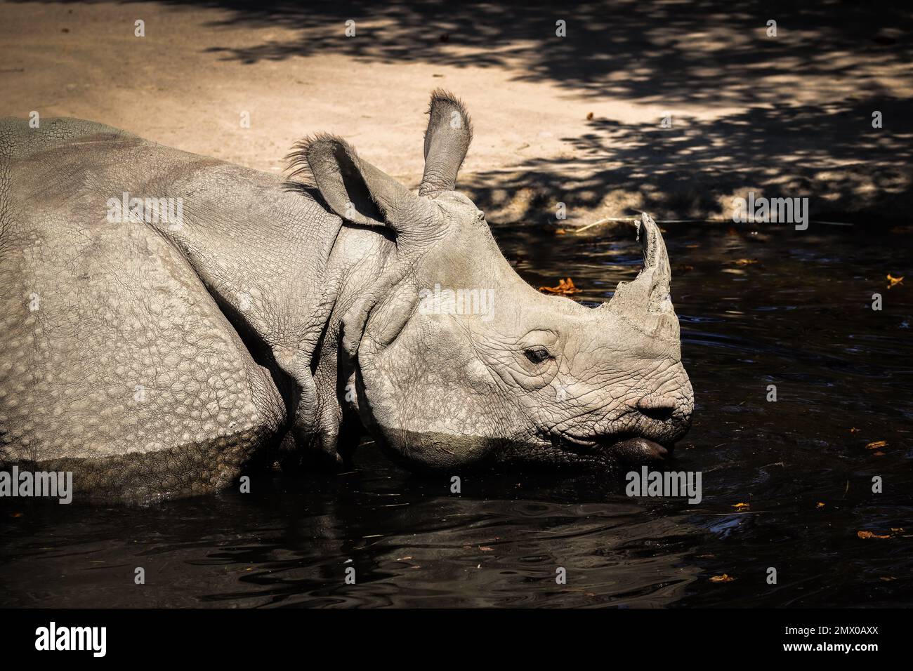 Indisches Nashorn im Wasser im Zoo. Big Rhinoceros Unicornis am sonnigen Tag im Zoologischen Garten. Stockfoto
