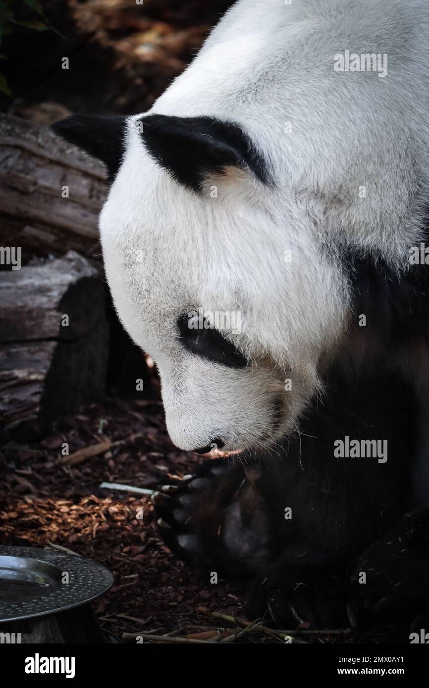 Vertikales Porträt von Riesenpanda. Süße Nahaufnahme des vom Aussterben bedrohten Tieres von Ailuropoda melanoleuca. Stockfoto