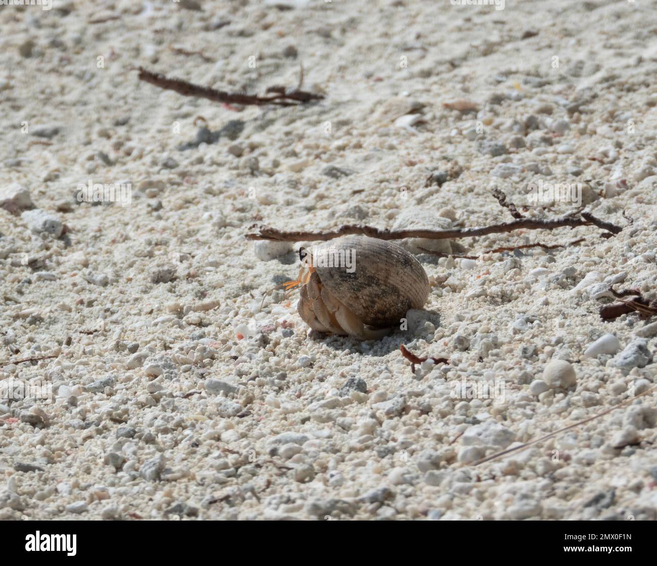 Kleine Einsiedlerkrebse am Sandstrand, Malediven Stockfoto