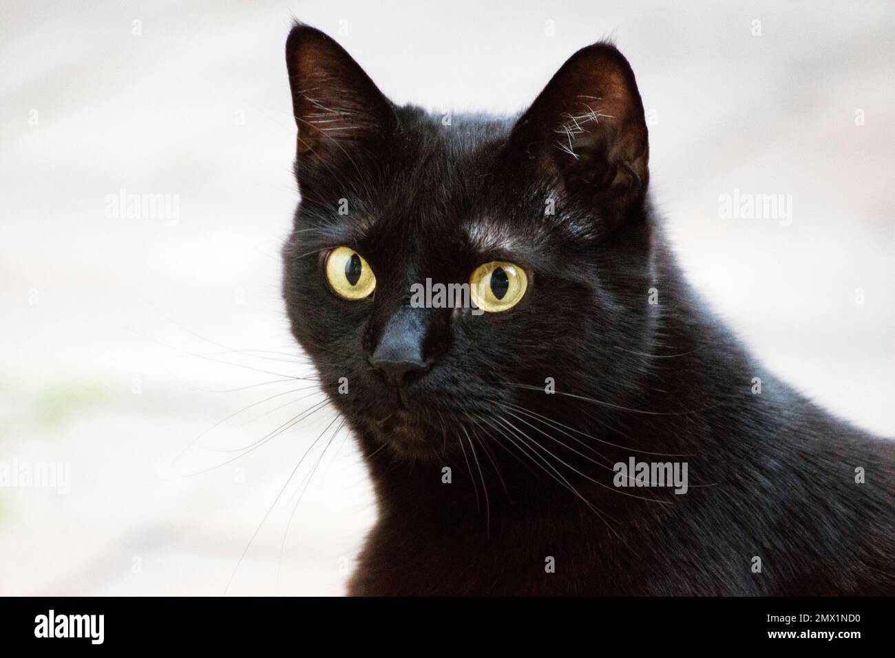 Puss, die schöne, hochfotogene schwarze Katze mit wunderschönen, hypnotisierenden Augen und seidig glattem schwarzem Fell. Stockfoto