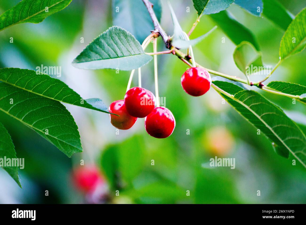 Saure Kirschen im Baum, Früchte mit süßen Kirschen, dunklere Haut und saurer Geschmack beim Kochen, Kuchen, Marmeladen, Torten. Stockfoto