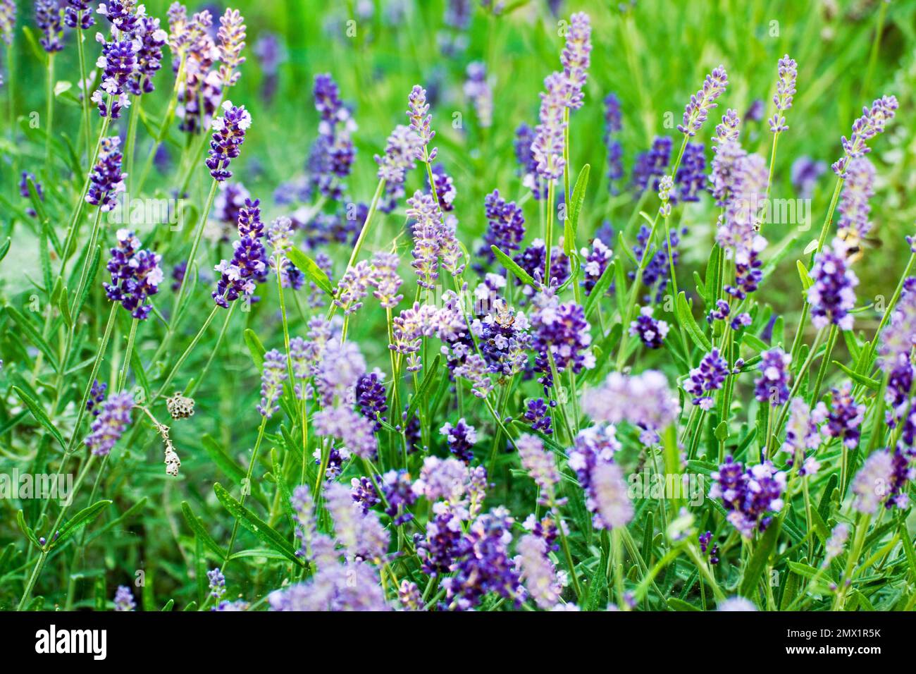 Lavendelfrucht, für Garten- und Landschaftszwecke, als Speisekräuter und zur Gewinnung ätherischer Öle, die in der traditionellen Medizin verwendet werden. Stockfoto